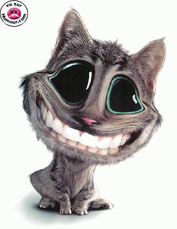 the cat